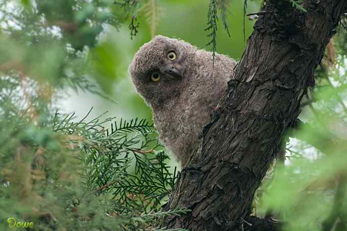 偶遇东方角鸮宝宝