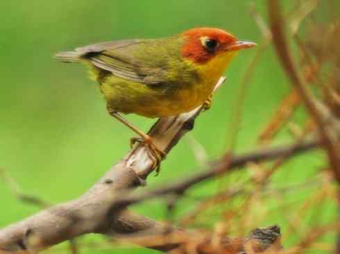 美丽无罪：雀鸟之地莺