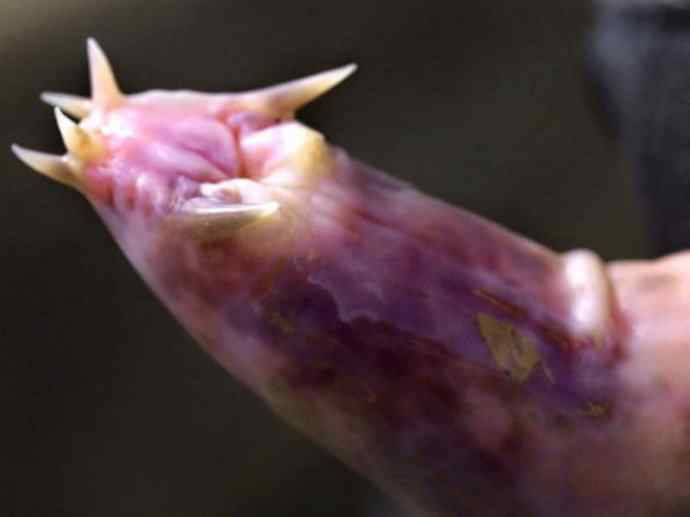 鱼类活化石:盲鳗 鱼类活化石:盲鳗