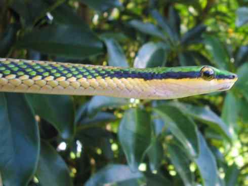 龙:传说的兽原型探秘(树蛇类) 龙:传说的兽原型探秘(树蛇类)