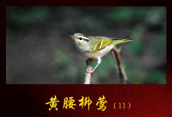 黄腰柳莺（11）