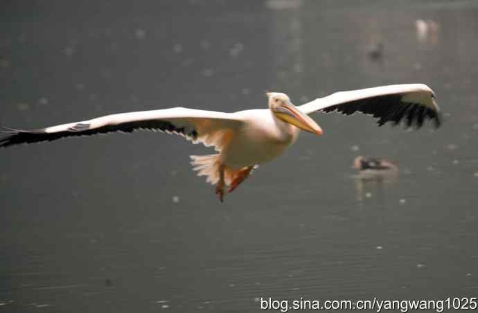 雨前、雾中拍水禽（十月十日杂片纪实）
