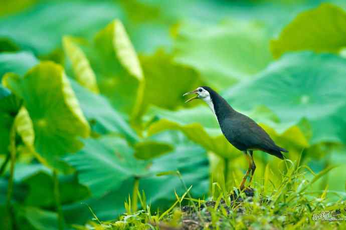 沙河的白胸苦恶鸟