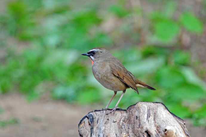 北京天坛公园的鸟类——雄性红喉歌鸲（4）