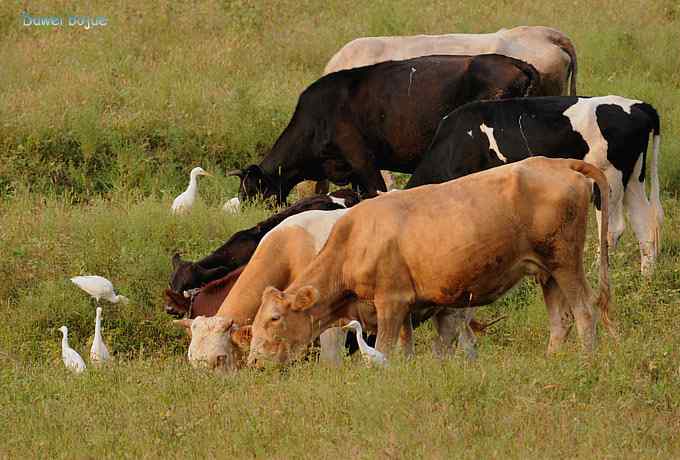 牛鹭两相伴 wbr景鸟一镜收 牛鹭两相伴 wbr景鸟一镜收