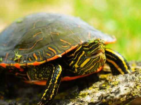 玄武：传说的兽原型探秘（水龟）