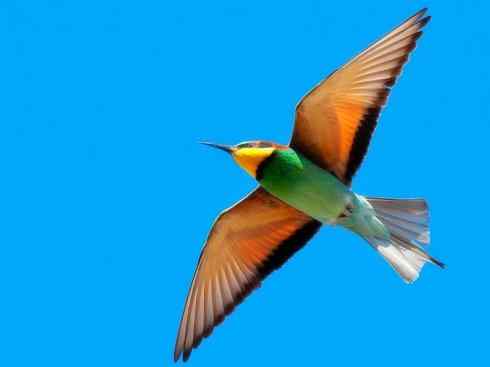 绝色攀禽：佛法僧目之蜂虎3