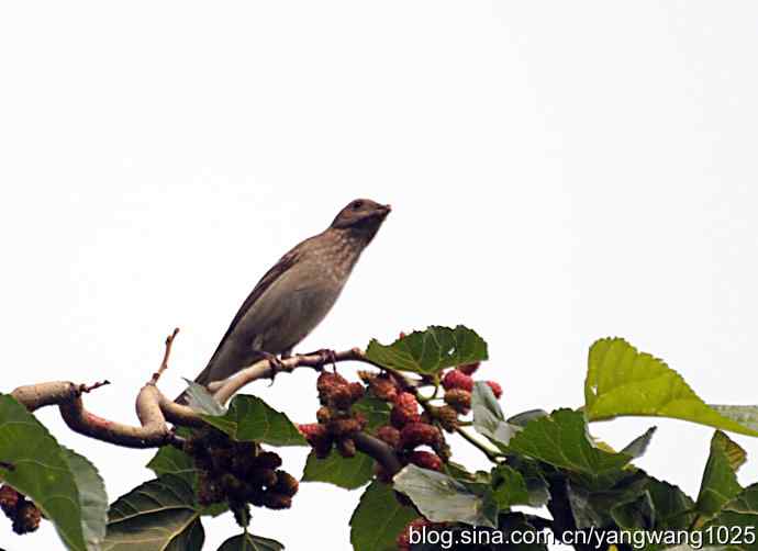 北京天坛公园的鸟类——朱雀（记录版）