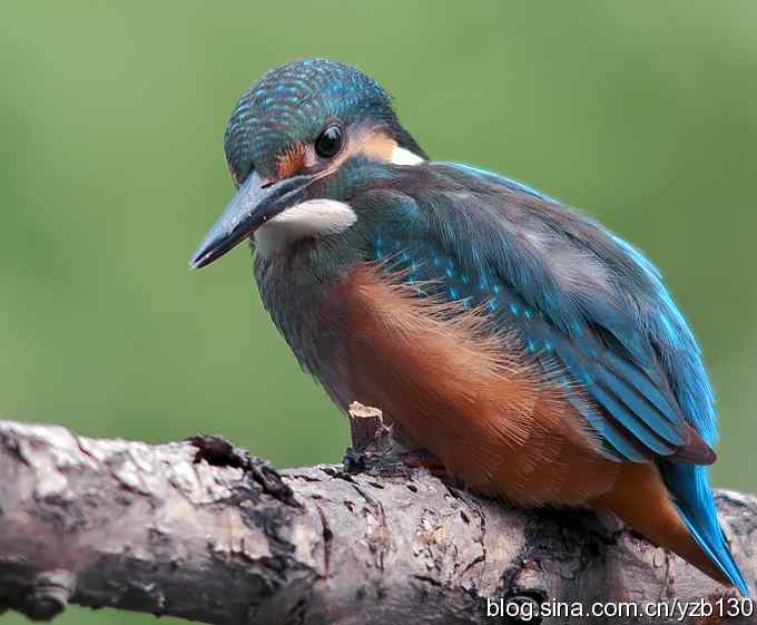 我不杀伯仁，伯仁却因我而死（组图，2+1张图片）