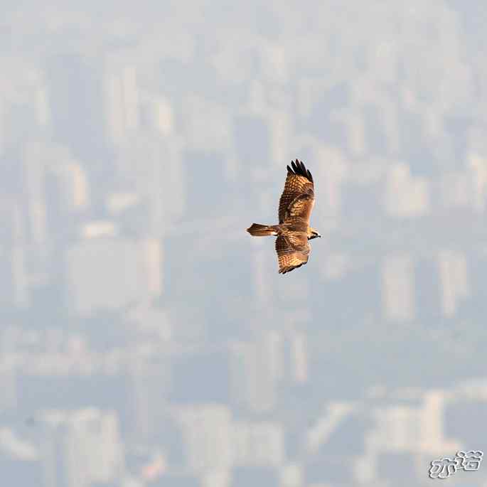 北京西山&nbsp;wbr路&nbsp;wbr灰脸鵟鹰