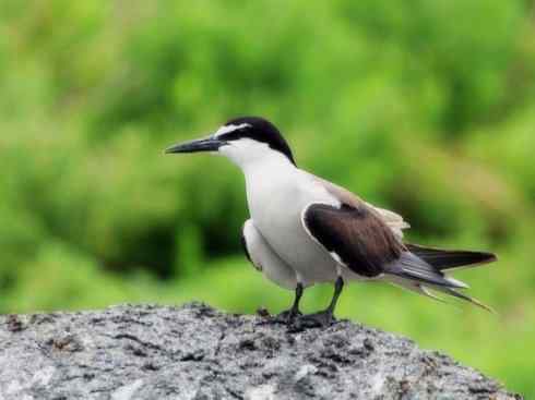 自然奇观：动物大迁徙(燕鸥类)