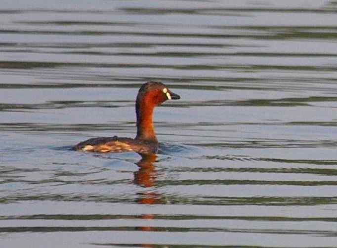 [初级观鸟讲座第5课]一步一步认识武汉的一百种鸟：公园观鸟（三）伯劳戴胜小鸊鷉