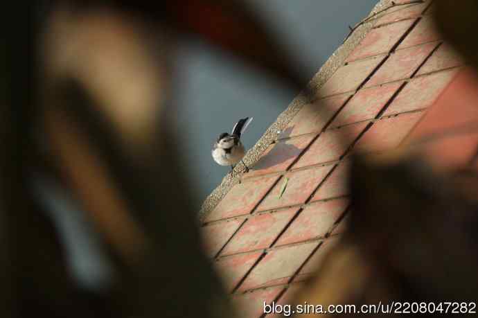 151.圣诞节送上12月份拍新鸟 151.圣诞节送上12月份拍新鸟