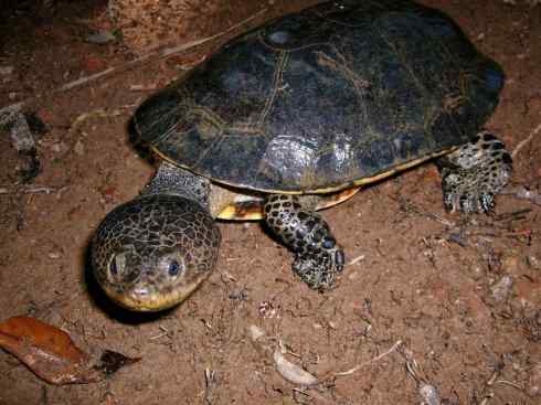 玄武：传说的兽原型探秘（玛塔龟）