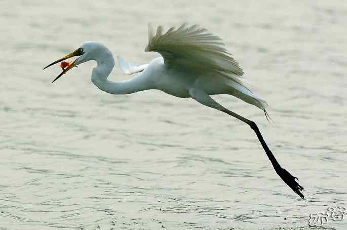 白鹭捕红鱼 白鹭捕红鱼