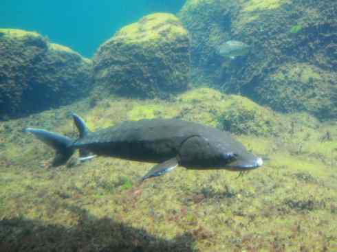 鱼类活化石：中华鲟