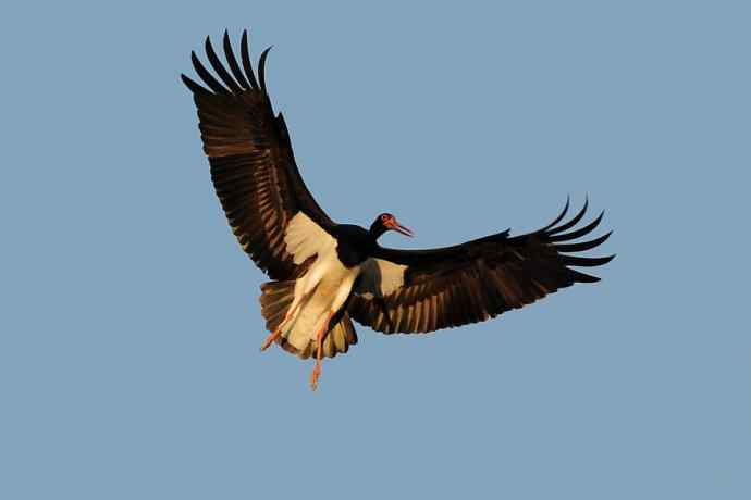 黑鹳空降--贺鈥湻肾桠澓侥钙鸾党晒