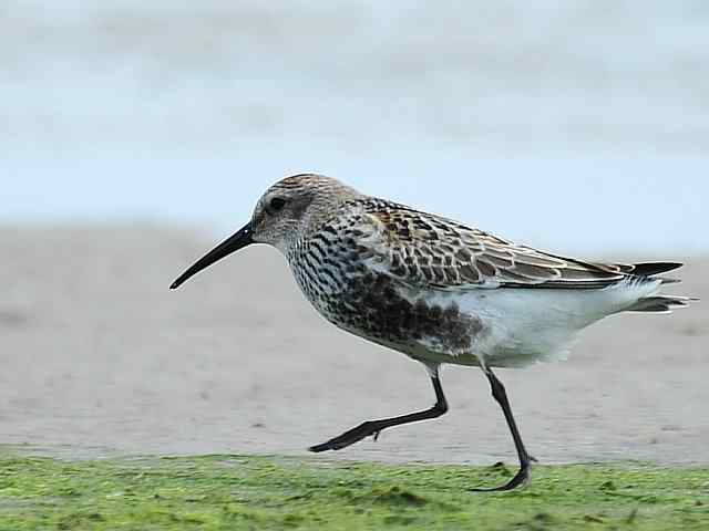 黄金海岸寻鹬 wbr赤土山桥赏鸟