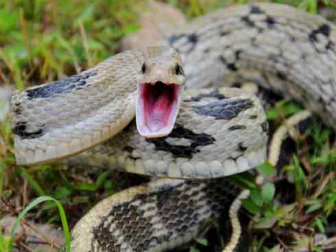 龙:传说的兽原型探秘(游蛇类) 龙:传说的兽原型探秘(游蛇类)