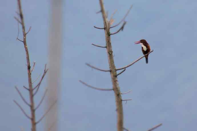 近几天拍到的鸟（拍鸟季来了鈥斺敼！）