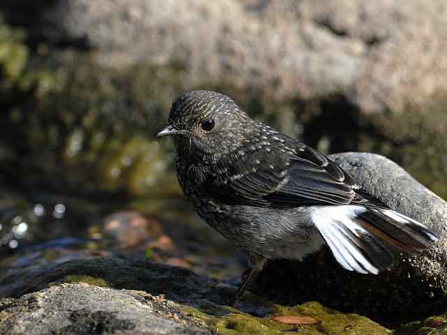 十渡有鸟初长成 wbr. wbr养在溪边人尽识