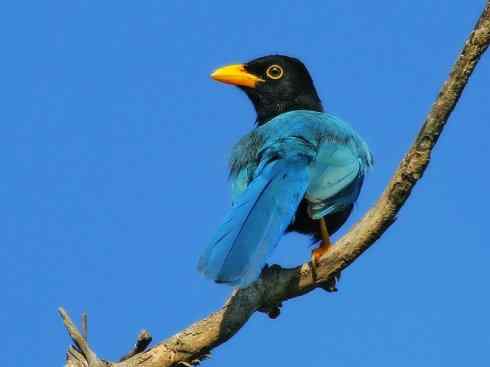 美丽无罪：雀鸟之蓝鸦