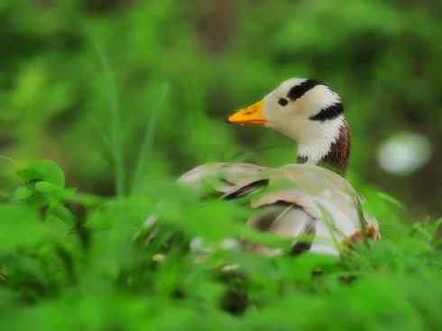 家禽驯化之源之十三（大雁、丹顶鹤）
