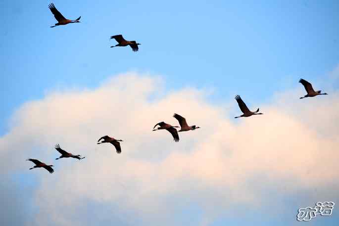 官厅水库&nbsp;wbr路&nbsp;wbr飞行的鸟儿