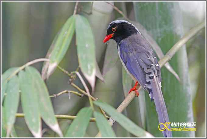 红嘴蓝雀一组【照片】