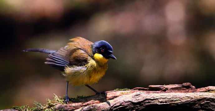 【半日相逢世界濒危小鸟---黄喉噪鹛】