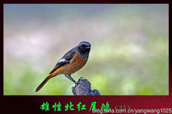 雄性北红尾鸲(33) 雄性北红尾鸲(33)