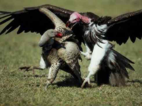 另类鸟类建筑师之一（白鹳、秃鹳）