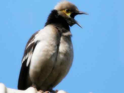 白头鸟系列:另类的美丽5 白头鸟系列:另类的美丽5