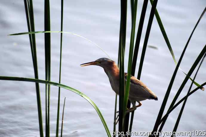黄苇鳽的早餐（记实）