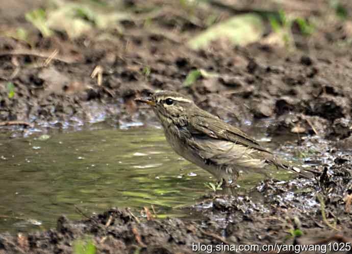 巨嘴柳莺（洗浴篇）