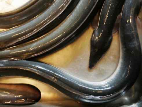 自然奇观：动物大迁徙(鳗鱼)