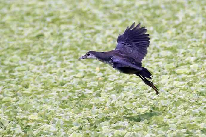 白胸苦恶鸡（亚成）