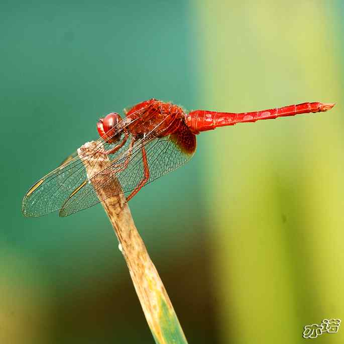 圆明园几种常见的蜻蜓