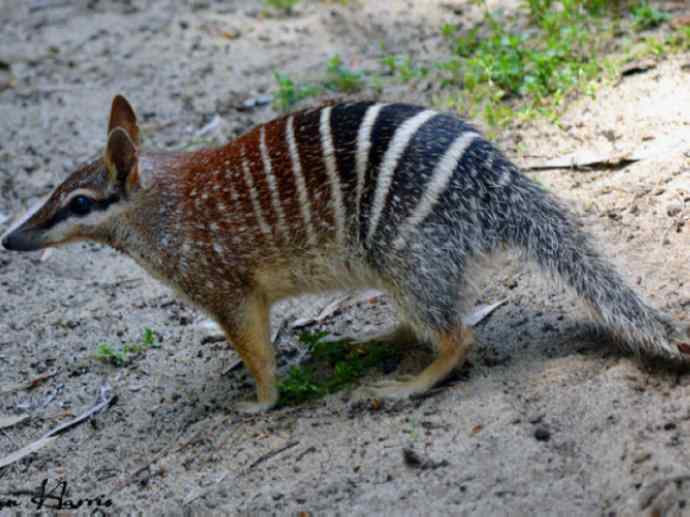 盘点十二大著名食蚁动物：袋食蚁兽