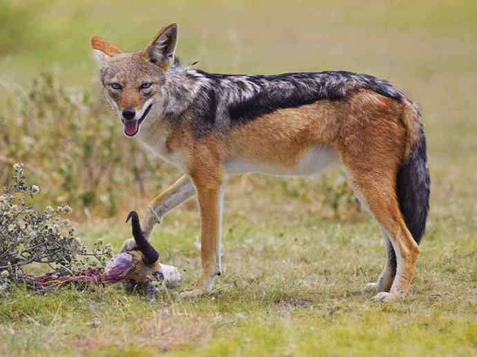 犬科:犬亚科犬属之金豺、黑背豺(胡狼类) 犬科:犬亚科犬属之金豺、黑背豺(胡狼类)