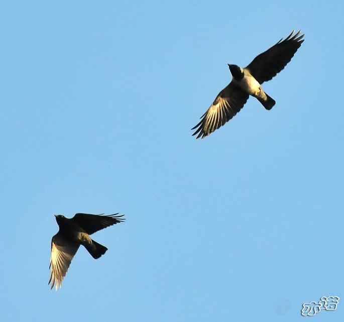 河北乐亭&nbsp;wbr路&nbsp;wbr新进账的鸟儿