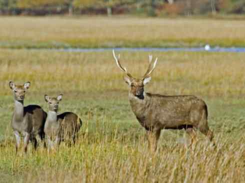 麒麟：传说的兽原型探秘（梅花鹿）