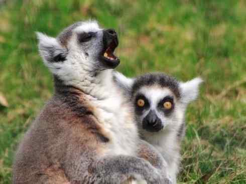 动物世界：山寨还是原创之十五