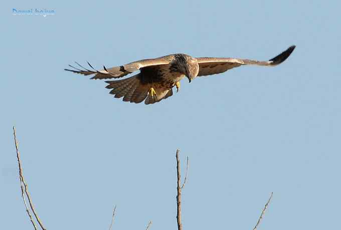 大鵟起兮神采飞扬 大鵟起兮神采飞扬