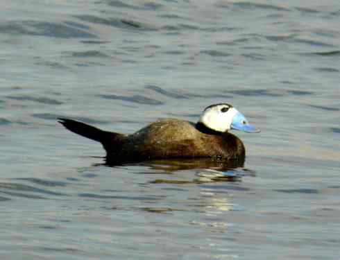 白头鸟系列：另类的美丽（白头硬尾鸭）