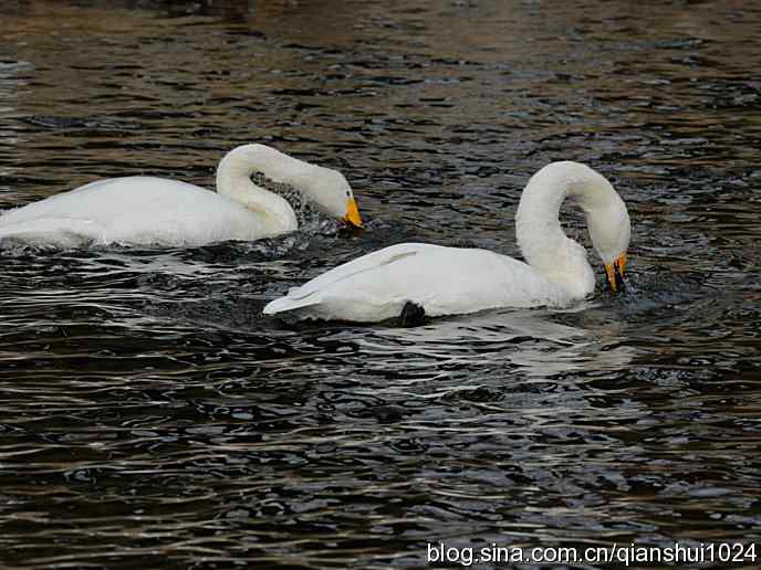 水禽湖冬季运动会