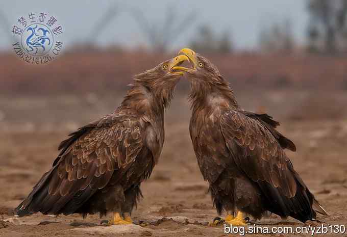 难忘断背山（组图，一个视频，20张图片）
