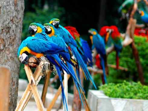 猎奇：奇特的鸟喙之四