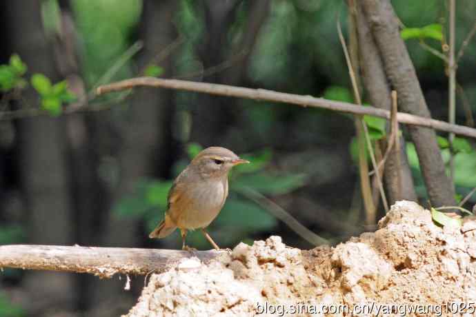 褐柳莺(12) 褐柳莺(12)