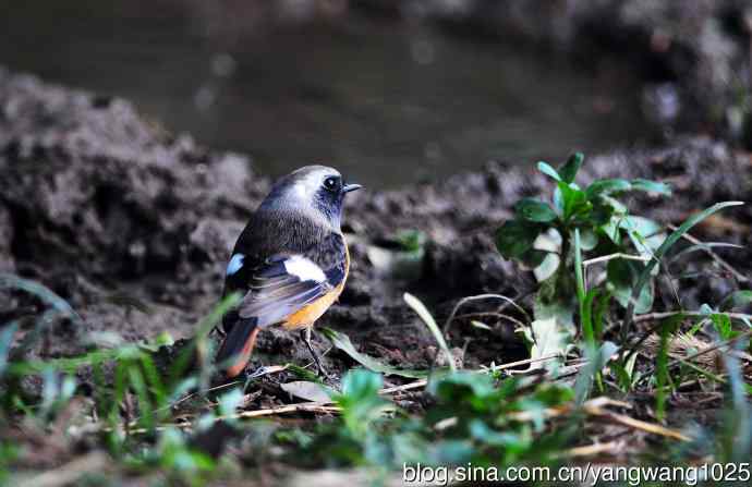 雄性北红尾鸲（13）
